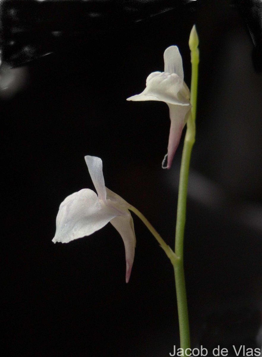 Utricularia uliginosa Vahl